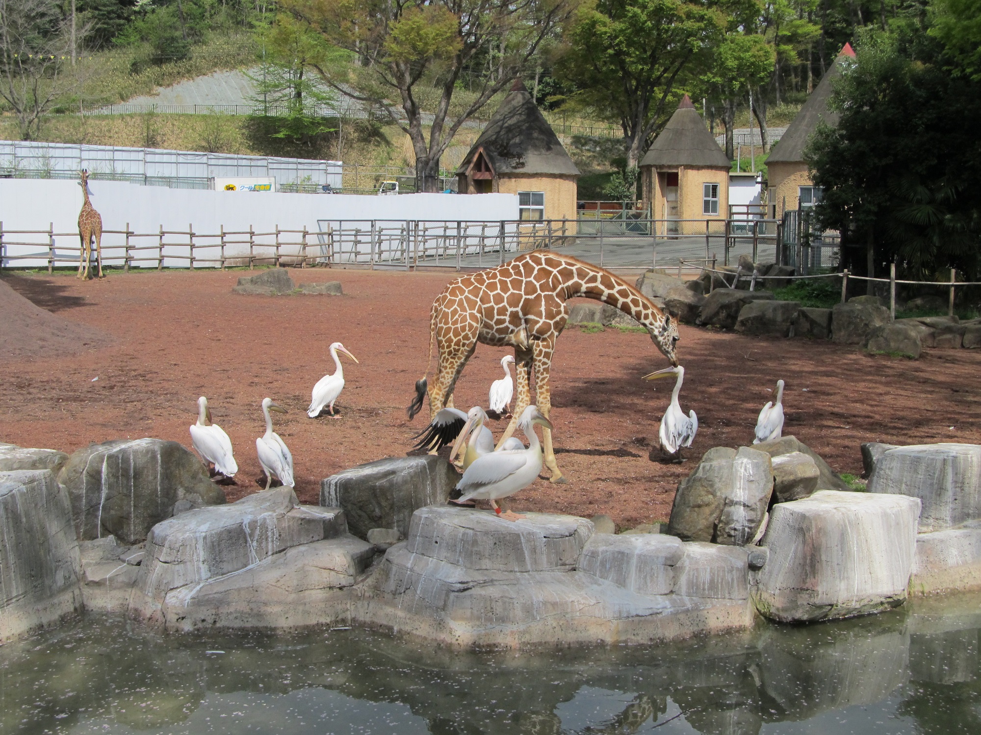 多摩動物公園 公式 仲よくしてね キリン舎建設工事が始まって運動場が狭くなったことに加え 好奇心旺盛な若いキリン が多いことから キリンとモモイロペリカンの接近度合いが増しています 調 休園中の動物園 T Co P4hywxlzhu Twitter 多摩動物公園 公式 仲よくしてね キリン舎建設工事が始まって運動場が狭くなったことに加え 好奇心旺盛な若いキリン が多いことから キリンとモモイロペリカンの接近度合いが増しています 調 休園中の動物園 T Co P4hywxlzhu Twitter