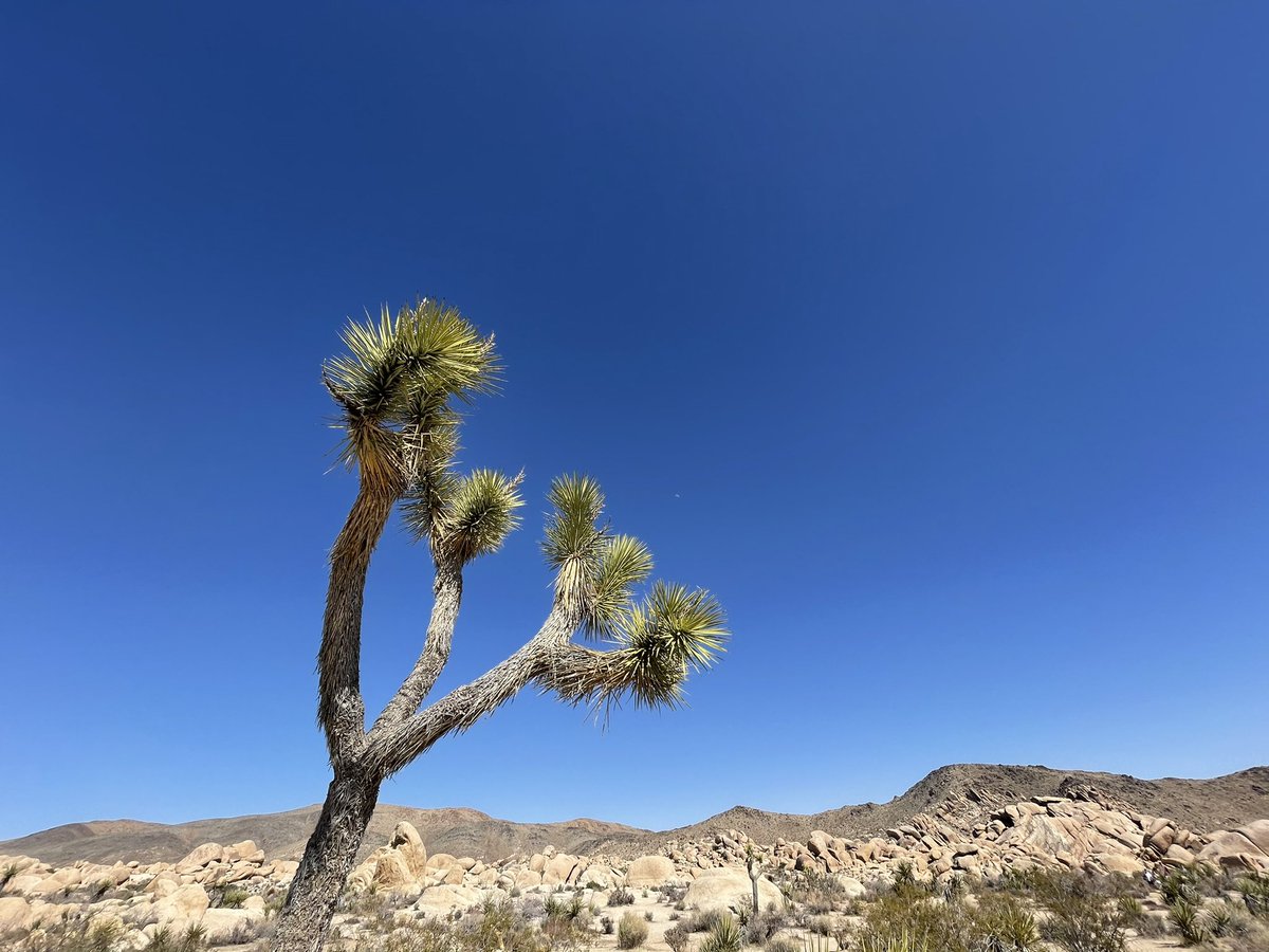 Then on to  #Joshuatree National park: