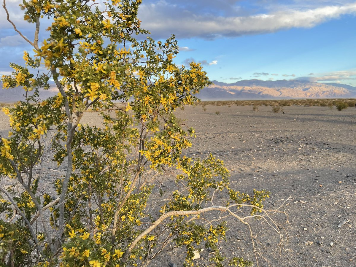 Time to Tent  camp in Death Valley. What could go wrong?