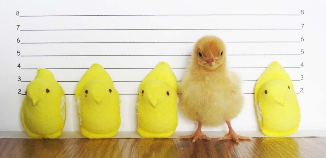 AgathaChocolats's tweet photo. In six words or fewer, write a story about this photo.
#sixwordstory #WritingCommunity https://t.co/iSVMFmnvT4