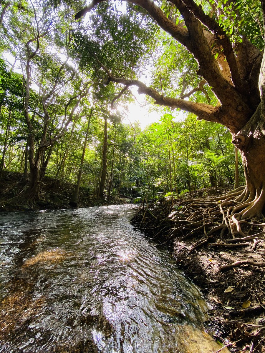 auhei's tweet photo. Exploring this week in #Cairns #travelqueensland #Locationhunt https://t.co/FeLmvvUowk