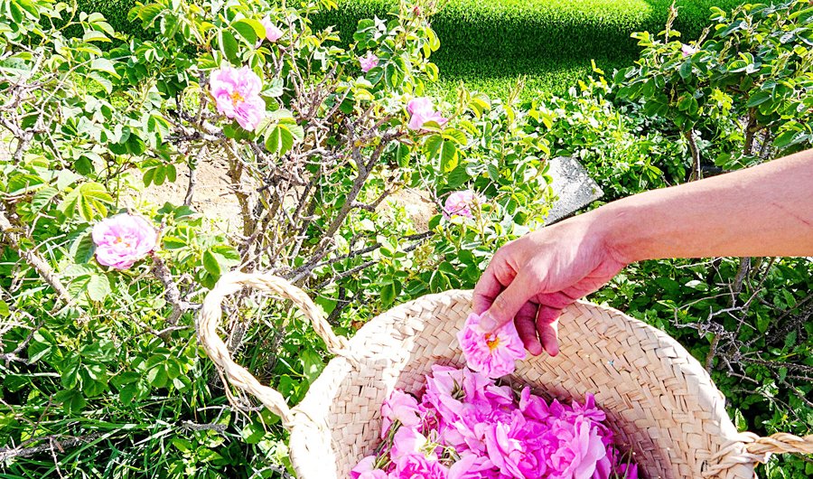 arabnews's tweet photo. #SaudiArabia’s summer capital #Taif abloom with millions of spring roses. https://t.co/jVt61DnN3z https://t.co/z64a47o4VF