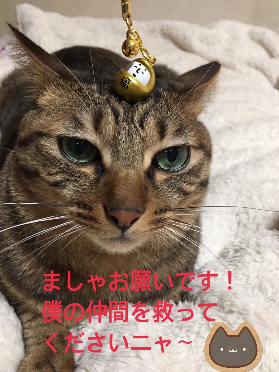Mieko Bros 5期生 ましゃが保護猫を飼っている事がとても嬉しくて 嬉しくて どんな保護活動してくださるのか 色々考えてしまいました ましゃの家の2ニャン の グッズを作って販売し 売り上げを保護施設に寄付するとか Bros1991 福のラジオ