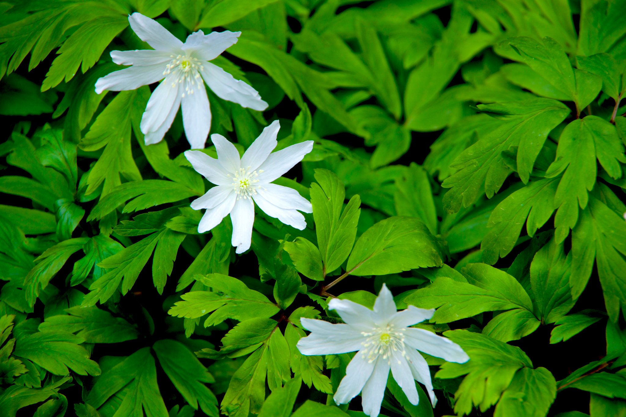 まっちゃ 庭に咲いてた ヤブイチゲ 花言葉は純情無垢 Pentax K 70 T Co Xwsv2w5yxr Twitter