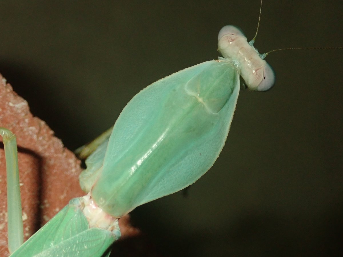 マルムネカマキリ　エクアドル産 いきもの大図鑑 かまきり04｜いきもの大図鑑｜ガシャポンオフィシャル