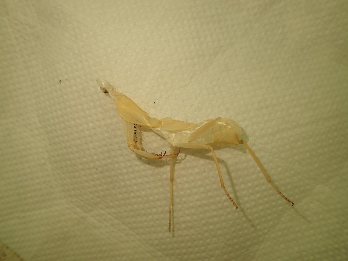 マルムネカマキリ　エクアドル産 最近羽化してきたマルムネカマキリの特徴的な胸部。羽化する際