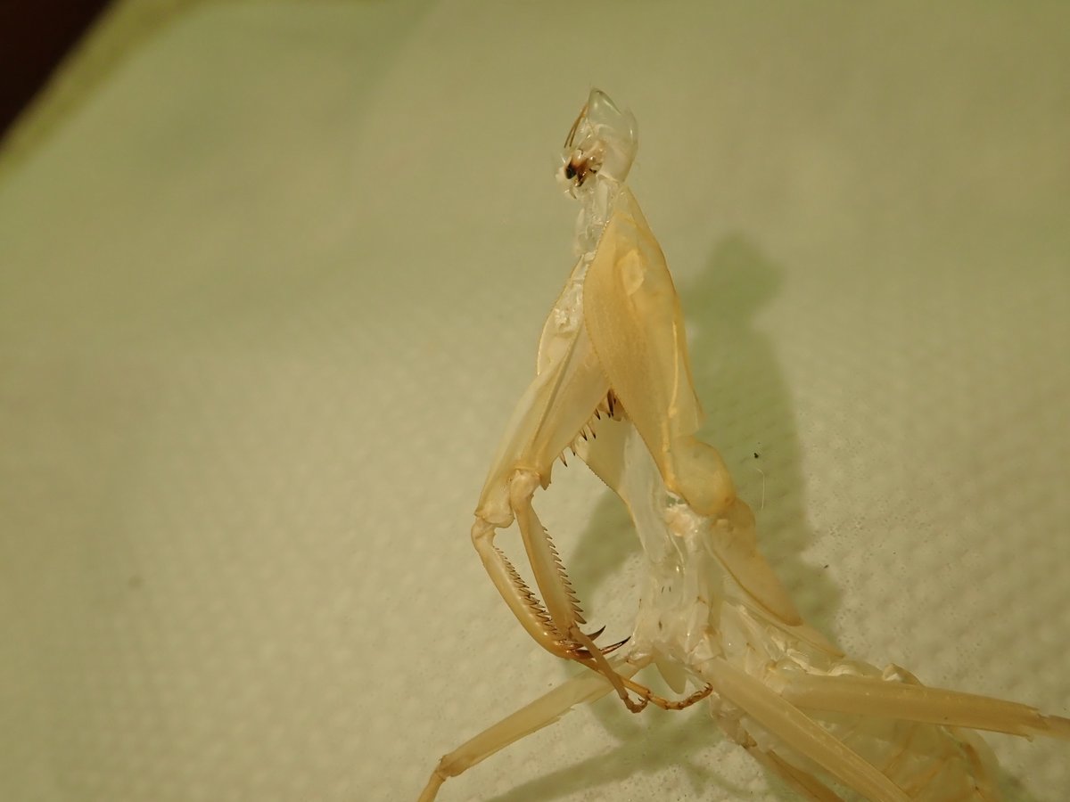 最近羽化してきたマルムネカマキリの特徴的な胸部。羽化する際