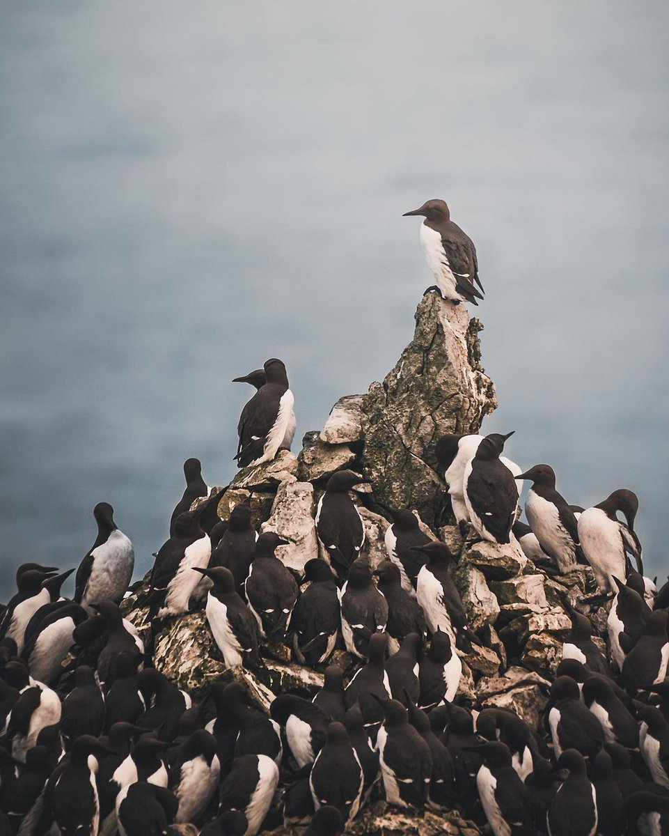 VISIT WALESS tweet media