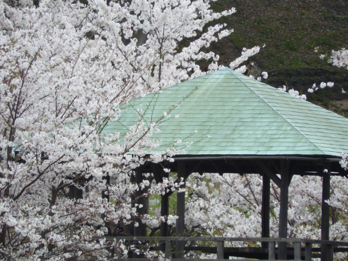 #桜  #CherryBlossoms
#瀬戸内海 #SetoInlandSea
#愛媛の桜 #能島 #能島城跡 #村上水軍城跡

#カメラ好きな人と繫がりたい 
#写真好きな人と繋がりたい 
#キリトリセカイ 
#ファインダー越しの私の世界 
#photo #photographer