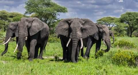 #Elephant
:
:
@Ziongatesafrica  
#WildlifeSafaris #Africa #EastAfrica #Tanzania🇹🇿