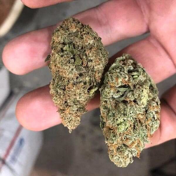 SDelpera's tweet photo. Livraison fiable &amp; sécurisé🍁💯Mp🌿🌿👇👇
Snap👻:https://t.co/1qcs5ubeWD 
#100Daysofcode #PSG #Nantes #weed #beuh #shit #cocaïne #drogue #trappes #LOSC #Lyon #rastabot #pau #Toulouse #Nice #lille #franceverte #4tchat #citation #montpellier #Confinement #Bordeaux #paris #Québec https://t.co/T0XNPgxWrW