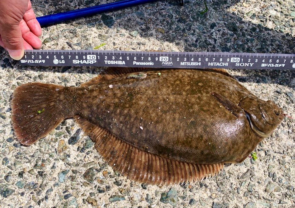 花見カレイ Twitter Search Twitter