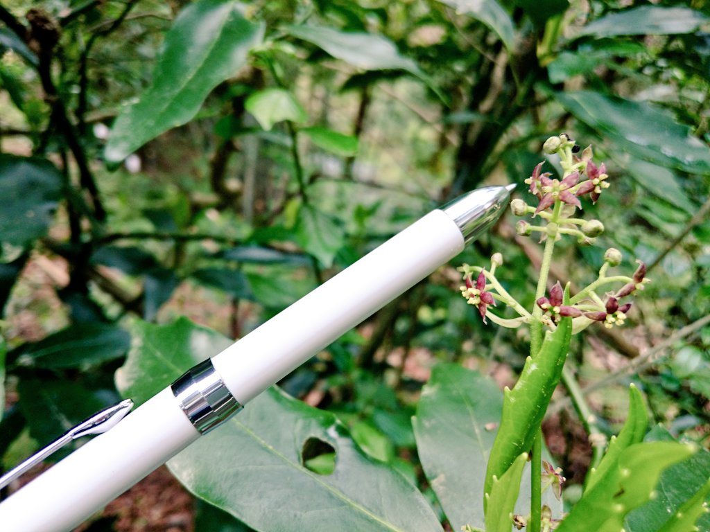 okuyumoto's tweet photo. いつも青々しく元気な #アオキ くん🌿の木
2枚目.乾いた実を発見👀これはこれで ドライフルーツみたいで素敵✨
3枚目.遠目には茶色っぽく見えますが、よ~く観察すると赤紫の花が可愛い😍
4枚目.花は こんなに小さいのです!比較にペン先を並べてみました🖊️
#青木 #Aucuba
#箱根 #箱根温泉 #おくゆもと https://t.co/p16sBmTDC4