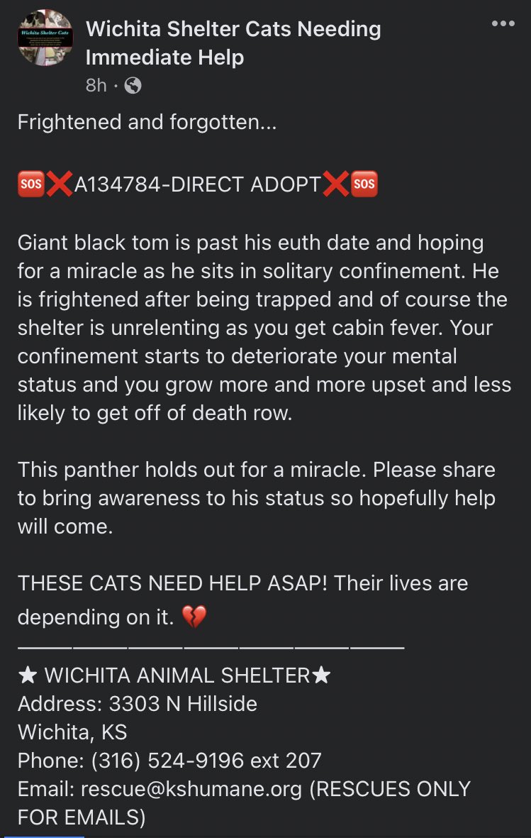 ngremmy's tweet photo. 🆘#URGENT #WICHITA #KANSAS #CATS precious panther boy needs a hail mary because he is past his due out date!  Please RT-adopt-foster-pledge! #TeamKittySOS #AdoptDontShop https://t.co/9q4GAf3JY1 https://t.co/olOfH92Dff