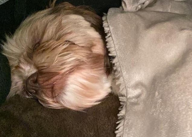 resqpups's tweet photo. Goodnight from Toby!

#goodnight #adoptdontshop #STFBR #shihtzuandfurbabyrescue #rescuedogs #rescuedogsrock https://t.co/BTfhCWls6M