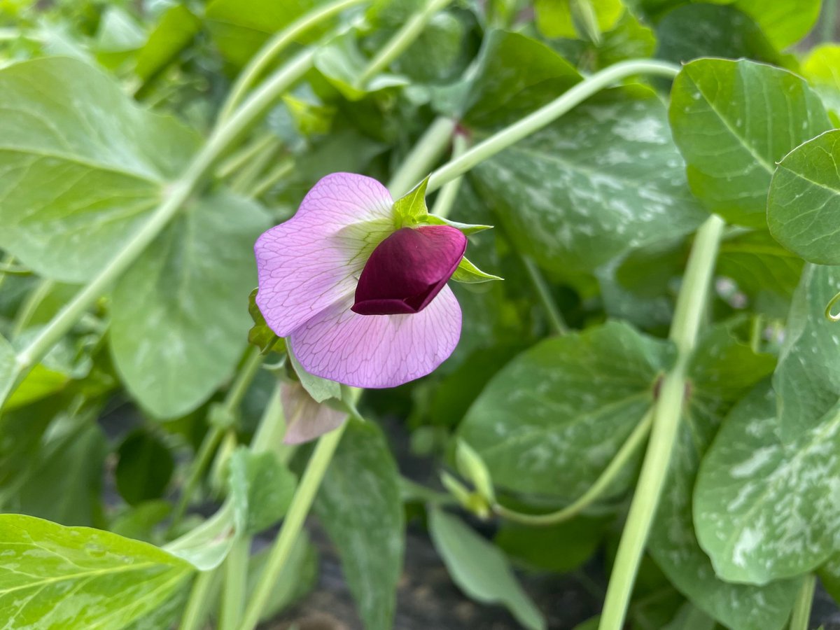 高尾ファーム 去年種蒔きをした絹さやの花が 綺麗に咲きました これからたくさんの実をつけてくれるでしょう 5月 6月が収穫予定です お近くに来た際には高尾ファームの畑にもぜひ遊びに来て下さい Nandhini 高尾ファーム 絹さや 絹さや花