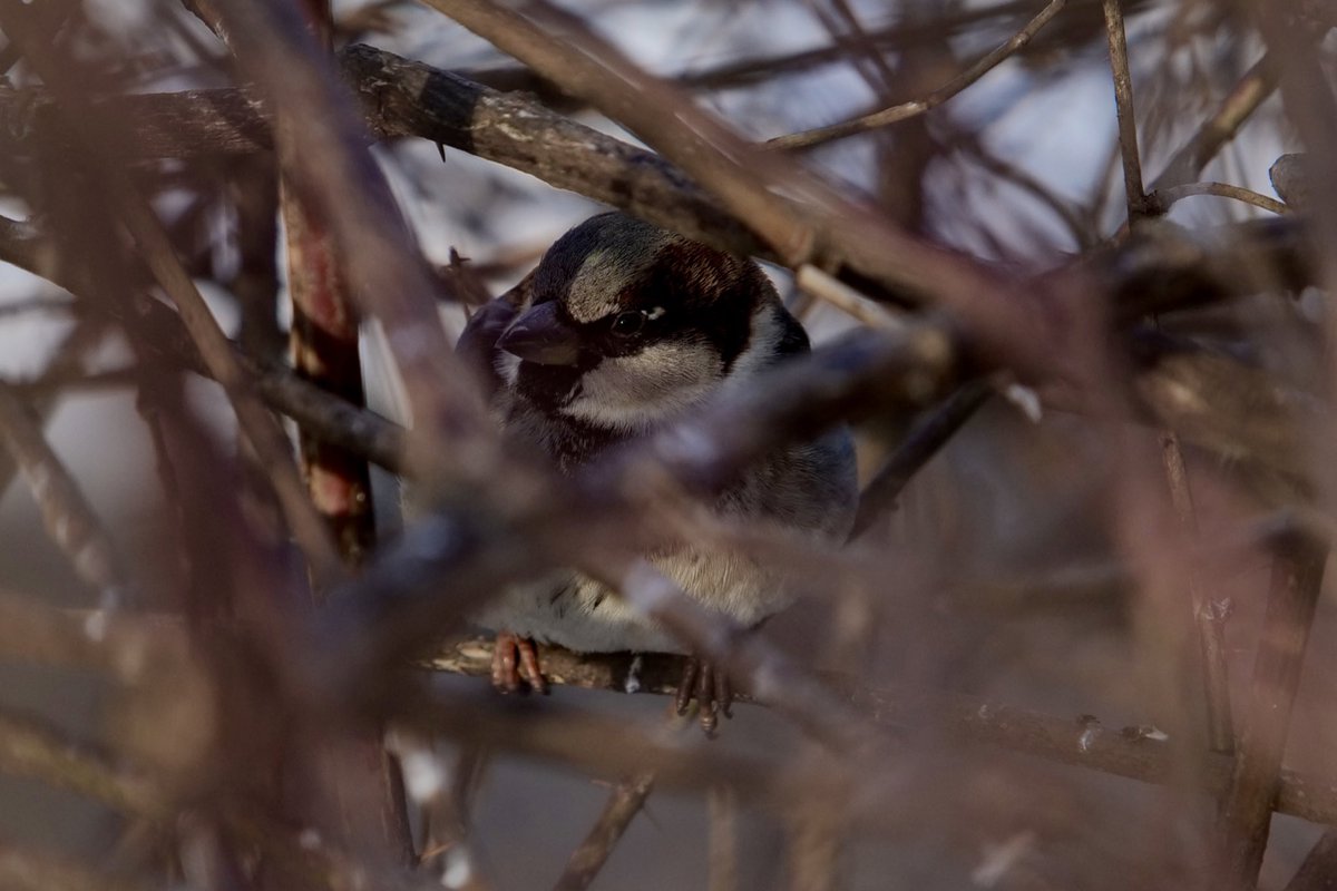 BirdsandBuildi1's tweet photo. A House Sparrow hiding out in the brush. 

Shot on 2/6/2021

#birdwatching #birdphotography #avian #avianphotography #birds #nature #naturephotography #afternoon #sparrow #housesparrow #centralpark #newyork #newyorkcity #manhattan #panasoniclumix #panasonic #shotonlumix #lumixs5 https://t.co/ESuoaU6dKR