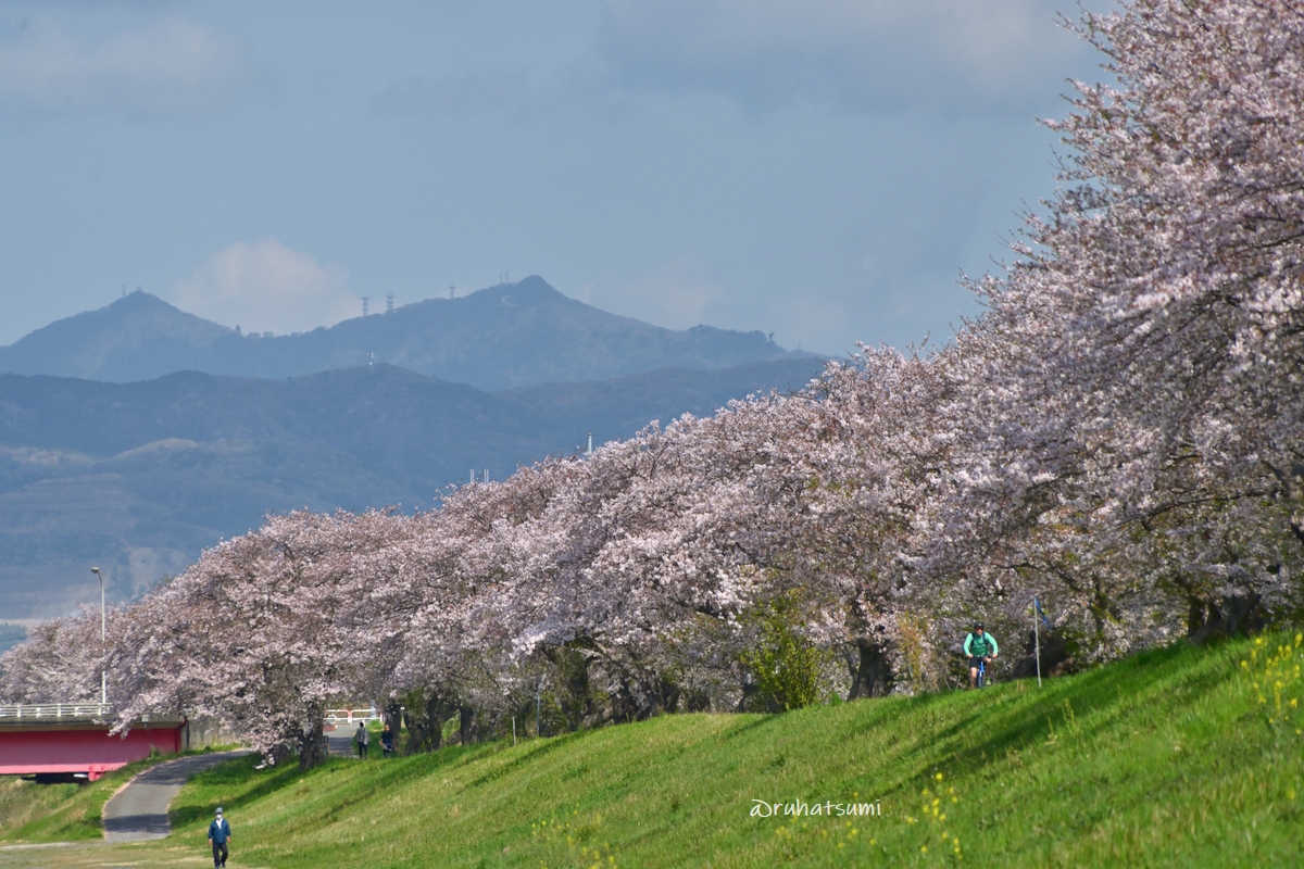 土浦桜まつり 土浦桜まつり