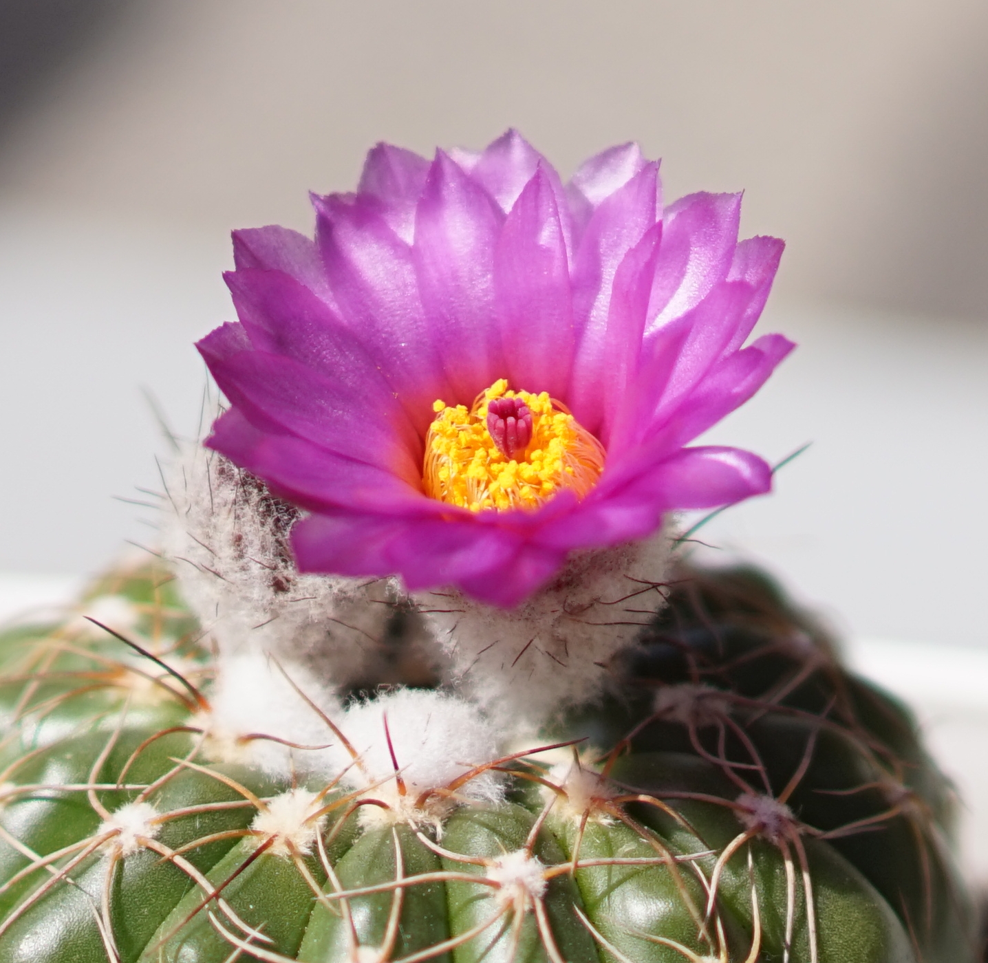 ひろせえ サボテン 花咲いた ハナサボテンとして買って一か月目ぐらい 下二つの花芽は全然育ってない ノトカクタスは花が豪華だで好きだわ サボテン ノトカクタス すみれ丸 芍薬丸 T Co 0zxbswttlu Twitter