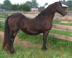 Randubmthoughts's tweet photo. Welcome Sway Back Carter!#HorseShows https://t.co/tQCrKDGQp3