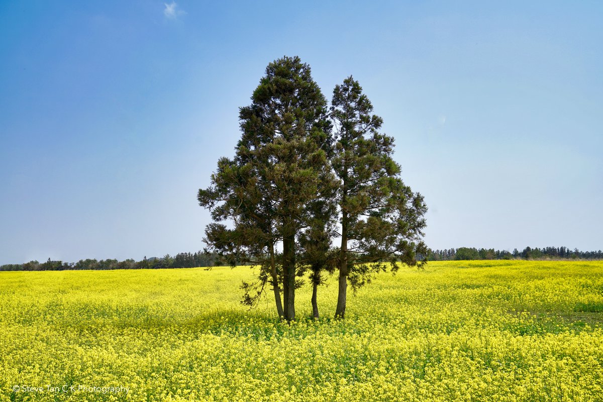stevetck's tweet photo. On a recent trip to Jeju to capture its beautiful canola fields.

#travel #korea #photography https://t.co/rJpCHBxD6k