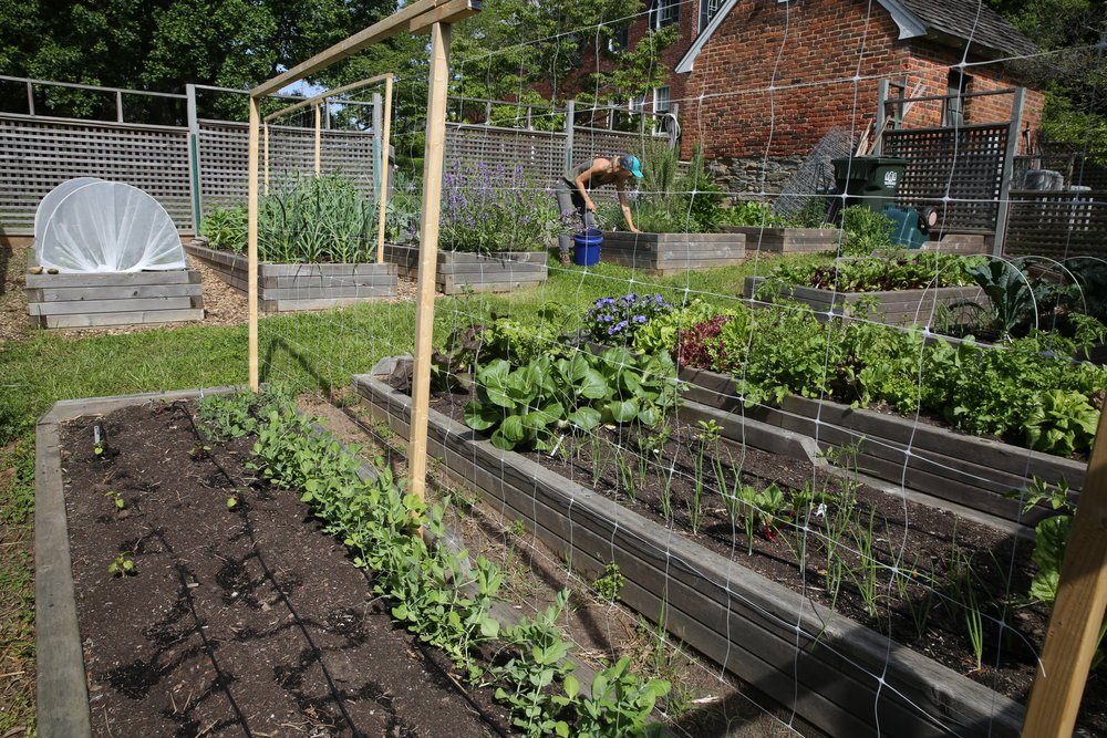 Home-grown #food

#Sustainability #ClimateRecovery #SelfReliance #Health

@LoveNCarrotsDC:
thehill.com/changing-ameri…