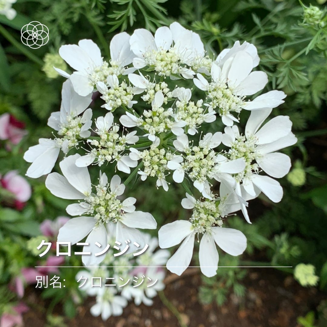 どら Hananona ハナノナ クロニンジン T Co 8njxcfqp4i Twitter