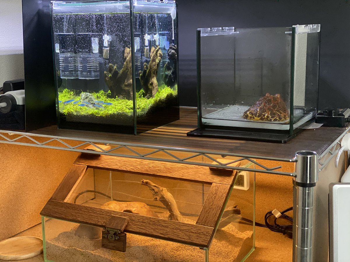 たまごん たまごん動物園 ネオンテトラ カエル ヘビ ベタ 冬眠中クワガタ のおうち掃除やエサやりを早朝にスタートして全て終わらせると昼過ぎになっておったよ