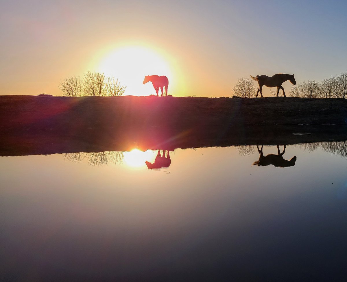 JBMEquiFarms's tweet photo. Horses are shedding, ice has melted and finally the brutal winds stopped for evening chores. Yogi is almost as tall as Momma Boo. Not sure how that happened so soon 🤣😂#mymoose
#mbwx #manitoba #horses #reflection #water #suppertime #sunset #yofi #mommaboo #yogiandbooboo https://t.co/R0P01r9Fce