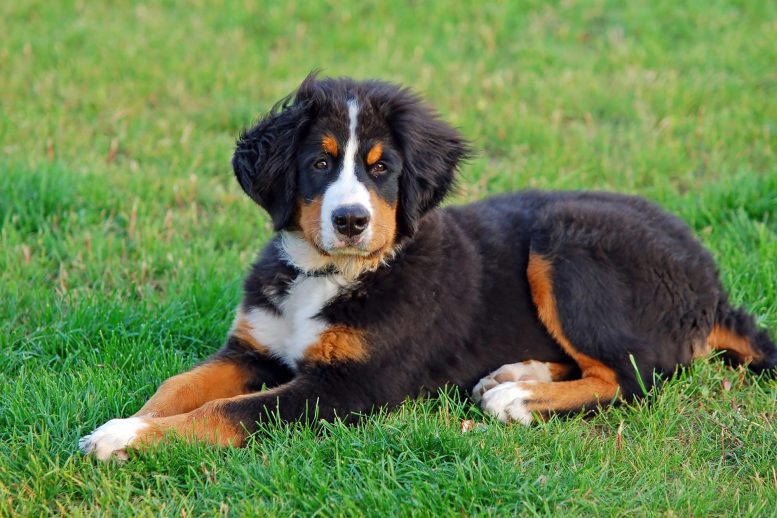 #Genetic Mutations Add Up to Very High #Blood Cancer Risk in Three Popular Dog Breeds For Details: