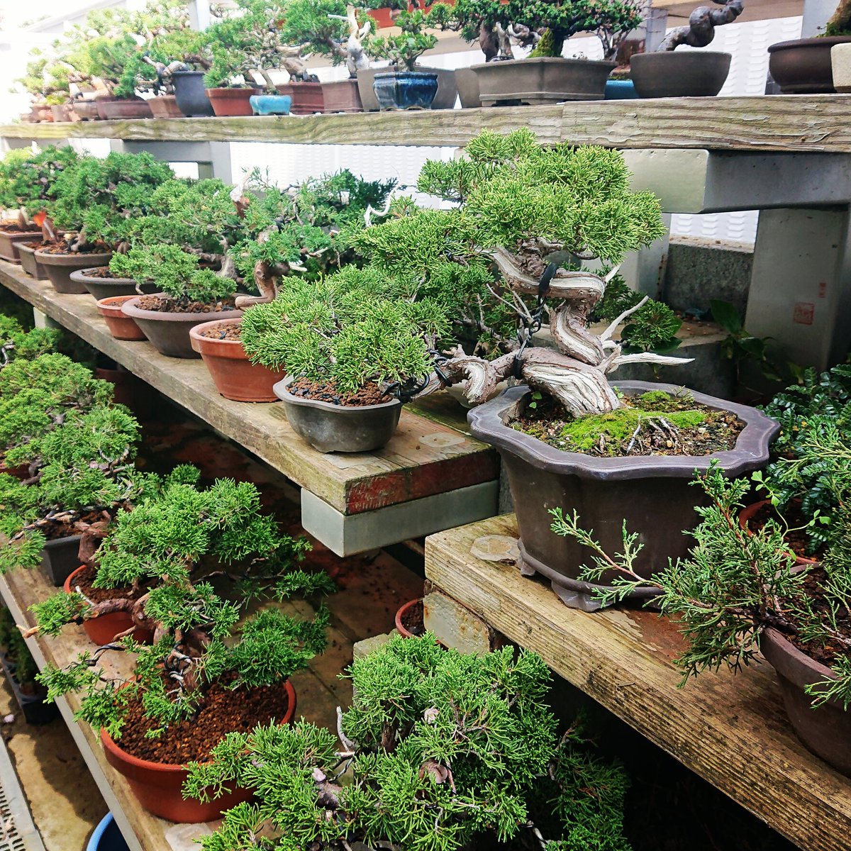 dyJ8FwkWEhIYCLJ's tweet photo. 改作 黒松
#ミニ #盆栽 #bonsai #bonsaiart #art #plant #園芸 #gardening #植物のある暮らし #趣味 #素人 #素人盆栽 #sinbon #盆栽のある暮らし #若者 #春 #ミニ盆栽 #บอนไซ #بونسای #câycảnh #बोनसाई #бонсай #bonsaï
#분재 https://t.co/xjNX2r60sl https://t.co/QOi0y1HVOi