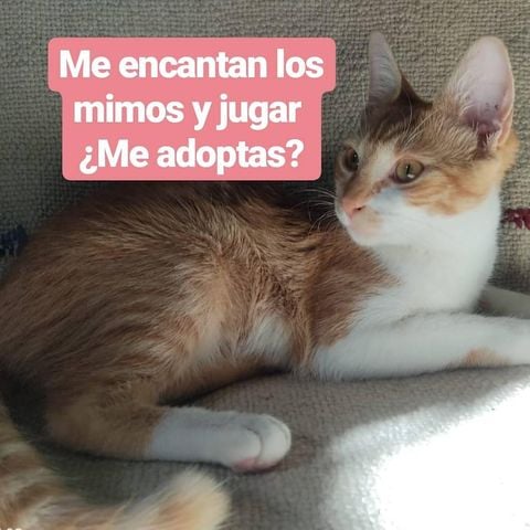 DeGatitos_'s tweet photo. GATITO EN ADOPCION EN MONTE GRANDE
Gatito de 4 meses machito , es recontra mimoso y muy juguetón. Se lleva súper con otros gatos, y se encuentra en la edad perfecta para adaptarse con un compañerito felino muy fácilmente o como la mejor compañía
𝗪𝗦𝗣: 11 2515-5758 https://t.co/VbShsVDi6B