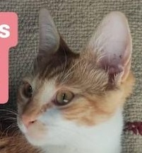 DeGatitos_'s tweet photo. GATITO EN ADOPCION EN MONTE GRANDE
Gatito de 4 meses machito , es recontra mimoso y muy juguetón. Se lleva súper con otros gatos, y se encuentra en la edad perfecta para adaptarse con un compañerito felino muy fácilmente o como la mejor compañía
𝗪𝗦𝗣: 11 2515-5758 https://t.co/VbShsVDi6B