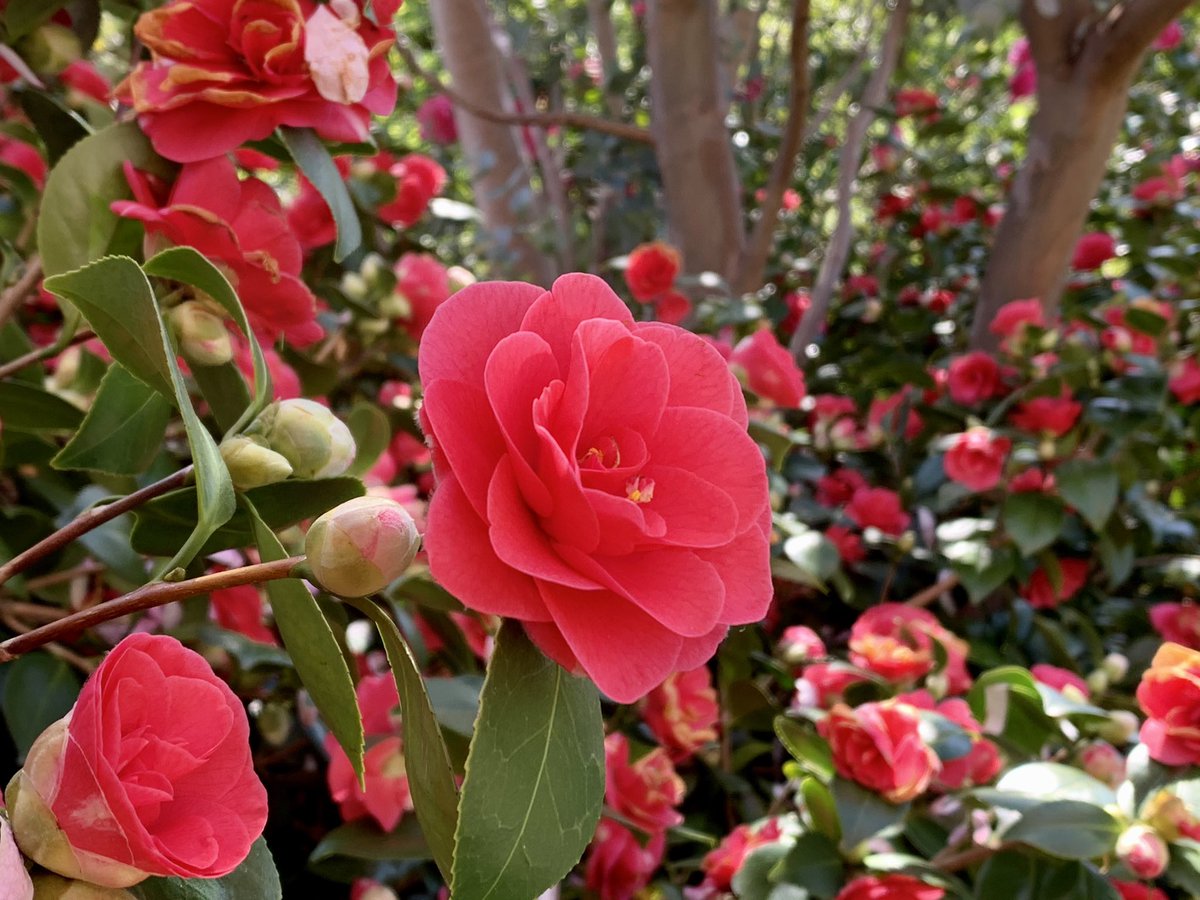 ChattyGardener's tweet image. More flowers from my mum’s garden. It was laid out and planted over nearly 40 years by my parents. Can you see where I get my love of #gardening?