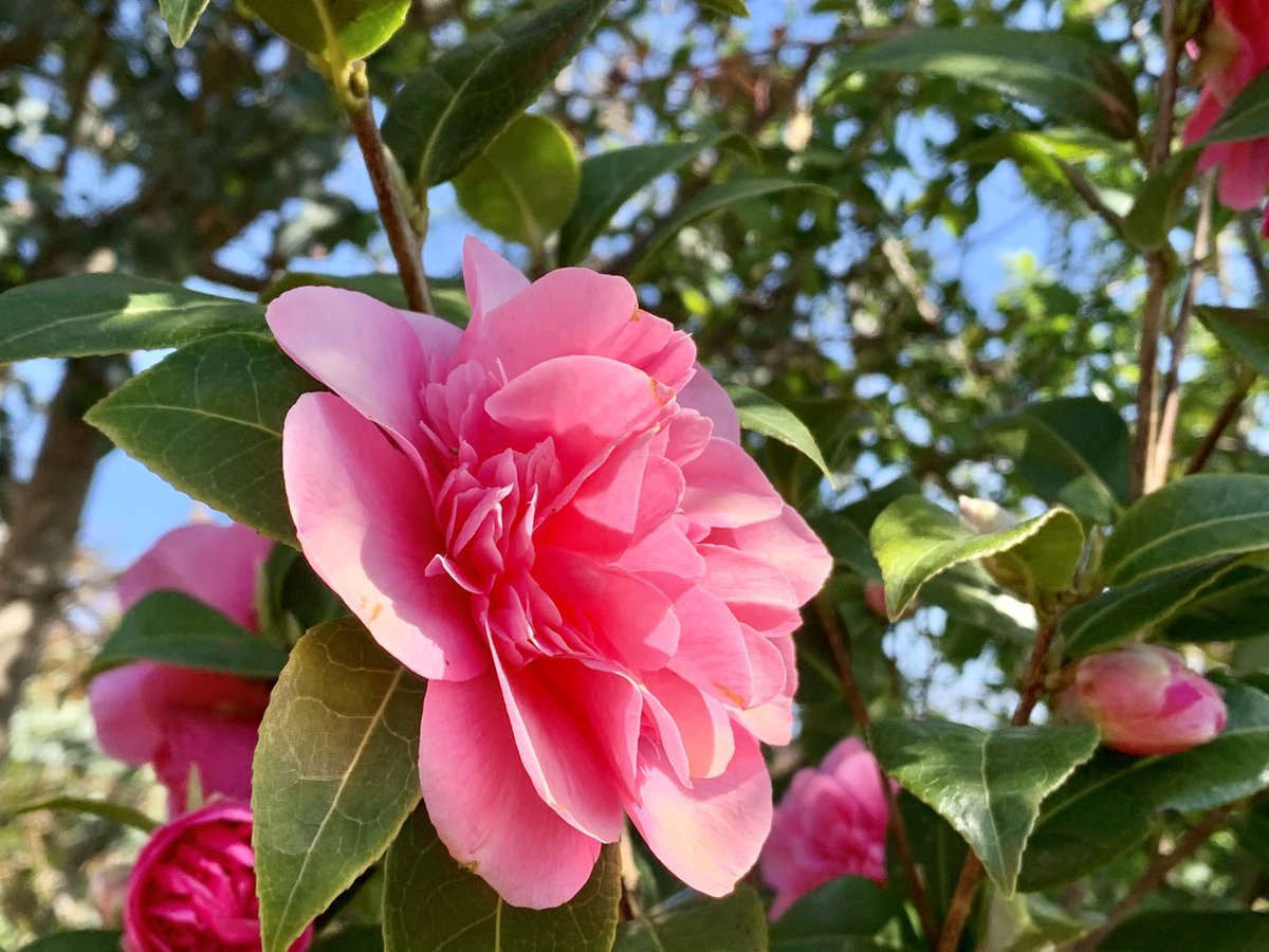 ChattyGardener's tweet image. More flowers from my mum’s garden. It was laid out and planted over nearly 40 years by my parents. Can you see where I get my love of #gardening?