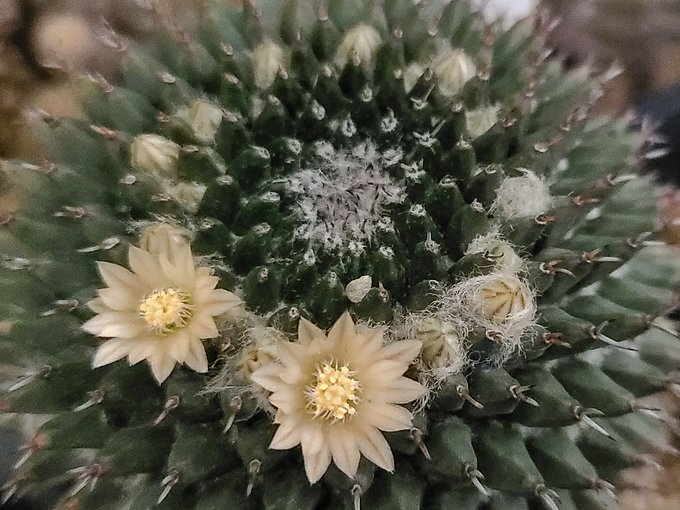 マミラリアのtwitterイラスト検索結果