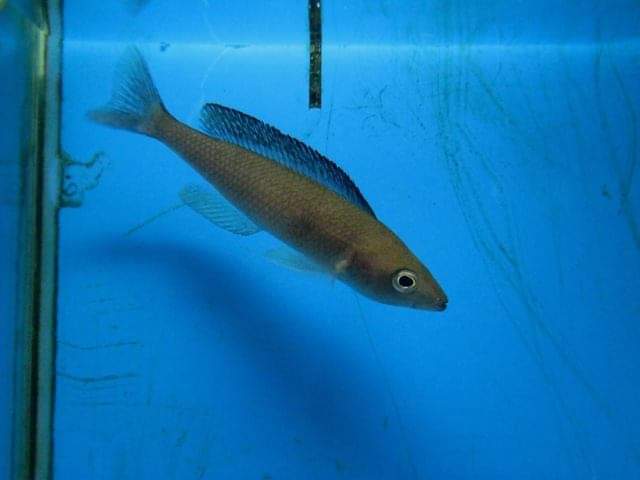 wft0213's tweet photo. 全藍雙星藍劍鯊(8~9CM)
山水水族官網
https://t.co/2I10Sw04KI

#魚缸訂做 #魚缸造景 #魚缸 #觀賞 #觀賞魚 #水族 #熱帶魚 #水族館 #水族馆 #水族箱  #水族用品 #水族用品店 #魚種  #紅龍 #血紅龍 #古代魚 #烏龜 #異型 #觀賞魚水族 #觀賞魚缸 #水生生物 #kaohsiung #taiwan #高雄 #台灣 #左營 https://t.co/I6goTupd1o