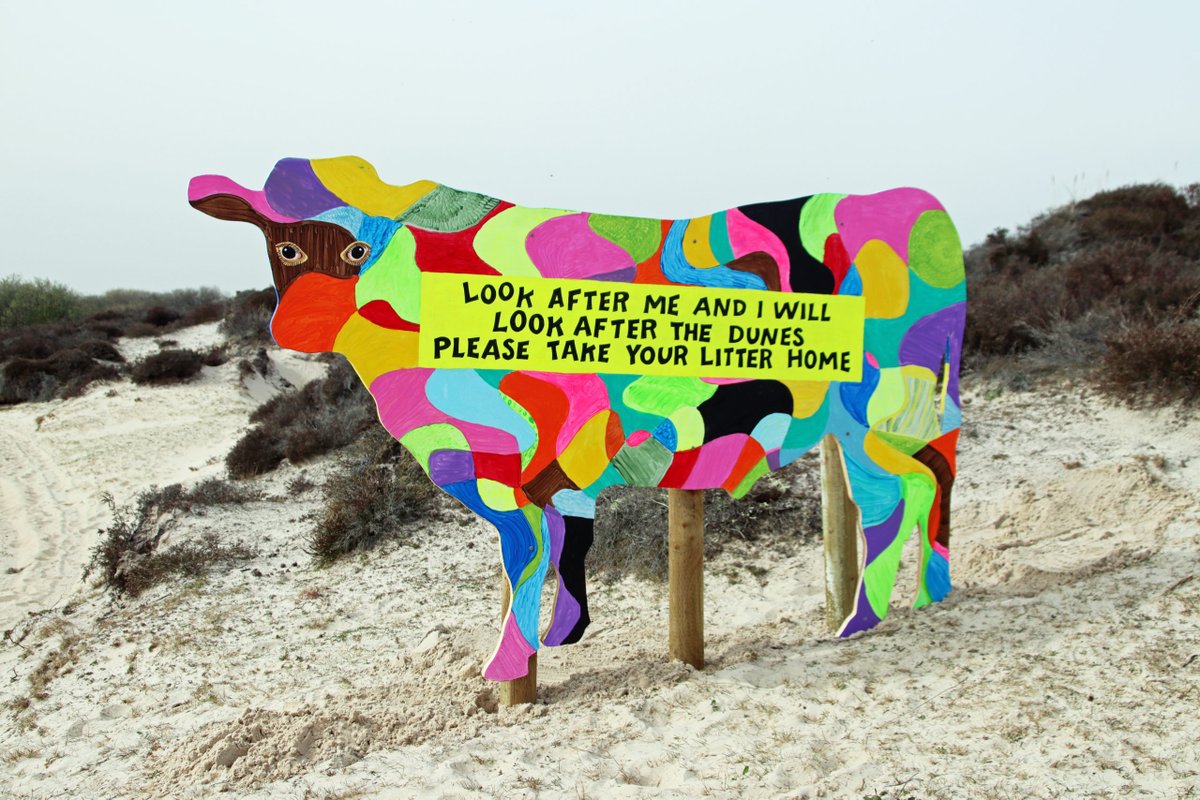 Cows to enjoy Studland vacation this summer - The National Trust is to start grazing cattle in the sand dunes and some arty cow information boards have popped up across Studland Bay to let people know. swanage.news/cows-to-enjoy-…