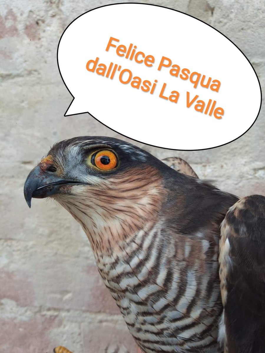 #oasinaturalisticalavalle #lagotrasimeno #Pasqua2021