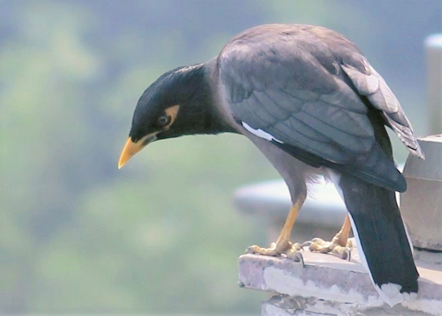 Birds can't take selfies, so they seem happy when I offer a portrait session for free🤗
#BirdPortraits for #indiaves
Jungle Babbler
Black Kite
Purple Sunbird
Common Mynah
#TwitterNatureCommunity #birdwatching #birds #delhibirds #balconybirding