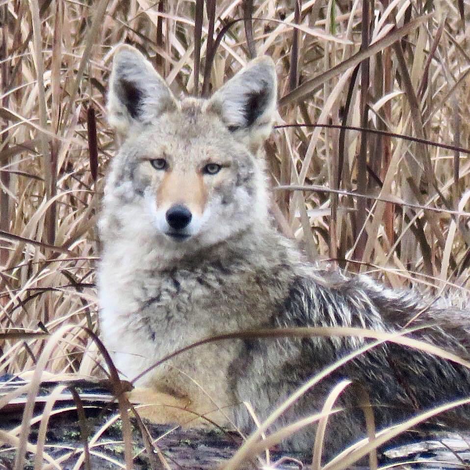 Please sit back - relax - and watch my latest video on YouTube - escape for 20 minutes and be with beautiful intelligent gentle and playful coyotes - please click here - 
⬇️❤️⬇️

youtu.be/1XbFvIzYoAA

⬆️❤️⬆️
#coyote #canid #wildlife #nature #vancouver #canada