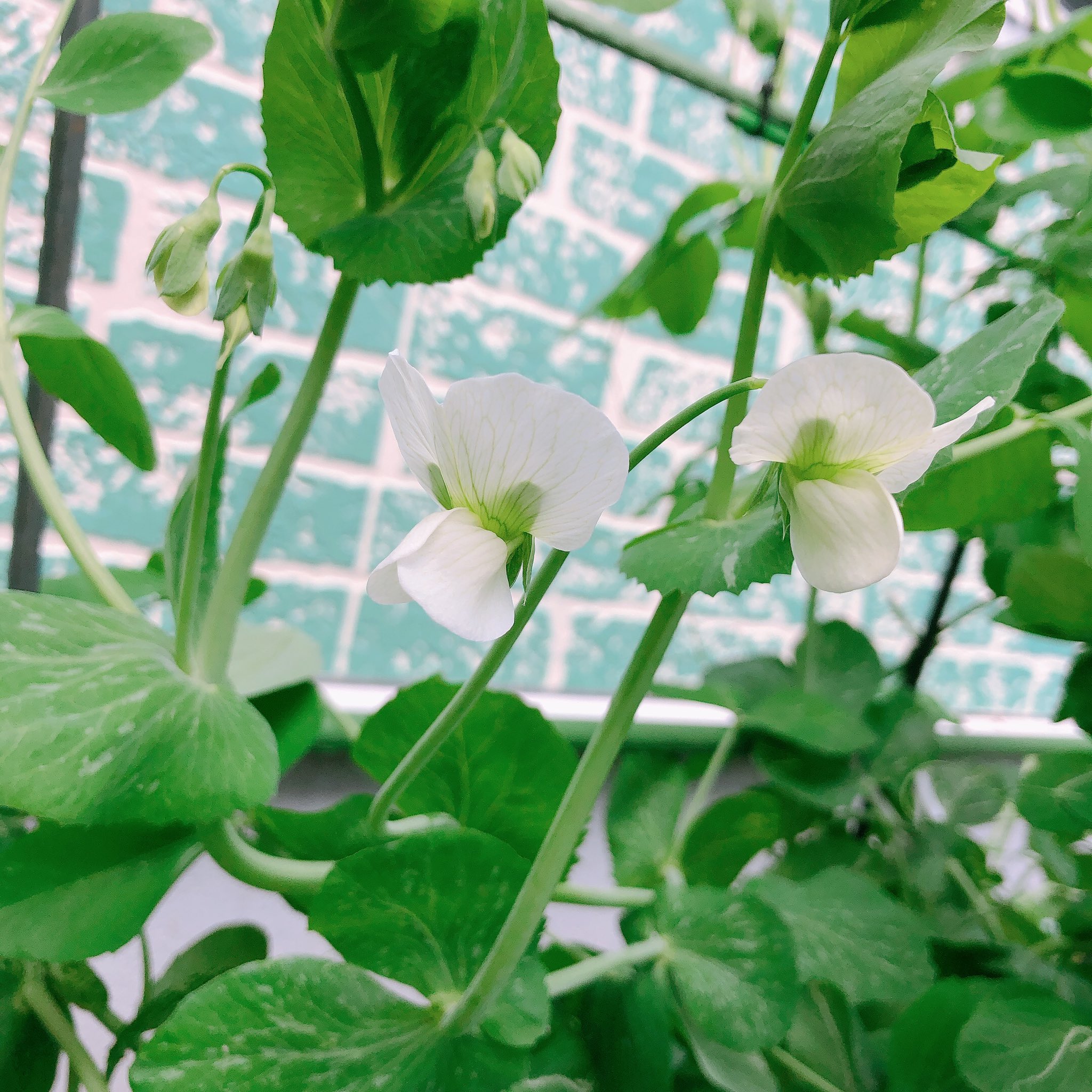 Silvia 我が家のスナップエンドウの花が咲かないと心配していた父 今朝 やっと咲きました T Co Ial6tpg57i Twitter