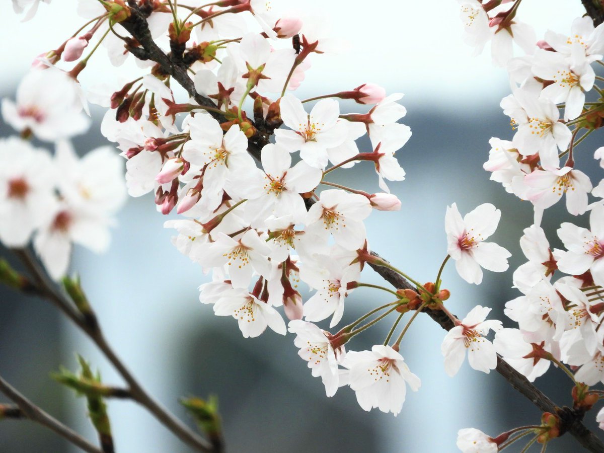 #桜  #CherryBlossoms
#瀬戸内海 #SetoInlandSea
#愛媛の桜 #伯方島

#カメラ好きな人と繫がりたい 
#写真好きな人と繋がりたい 
#キリトリセカイ 
#ファインダー越しの私の世界 
#photo #photographer