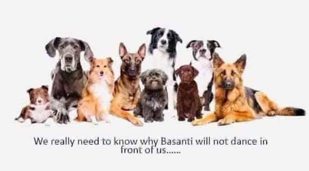 parallelmirrors's tweet image. #validquestion #basanti #pets #dogs