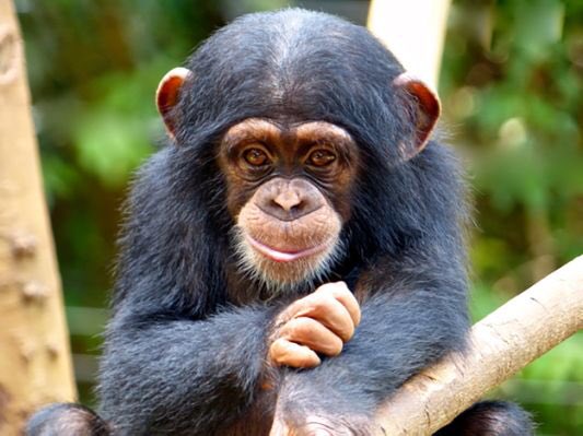 alonsay's tweet photo. Feliz Día 93 de 2021. “Every individual matters. Every individual has a role to play. Every individual makes a difference”. Jane Goodall, 1934 #FelizSábado https://t.co/kLqpAMOm4u