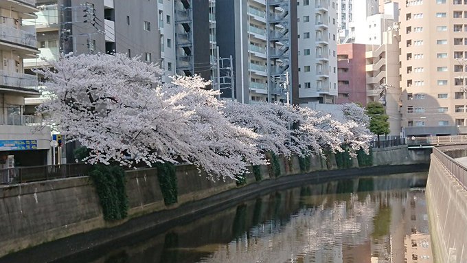 街中にあふれる桜、こういう景色が好き。
人造物の都市と自然の共生、素晴らしいことと思う。

そして短い期間で有難う、また来年会おう。 