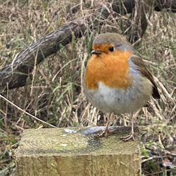 Lockdown Diary – Spring Forward… - grumpyoldbirder.com/spring-forward/ ['Subscribing' to Grumpy Old Birder posts is very easy... complete the form on the right of the blog post and click the confirm link which is sent so you won’t miss a post.]