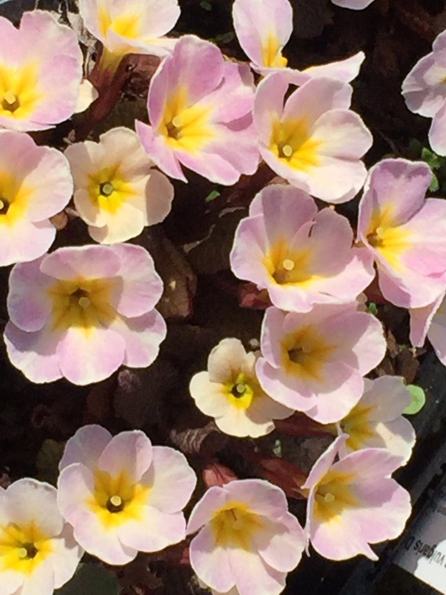 MooreMoorePlant's tweet photo. #happyeaster everyone. Hope your days are filled with love and joy. #springflowers #primuladrumcliffe #uknurserygrown #itseaster https://t.co/QN1cQJwwWK