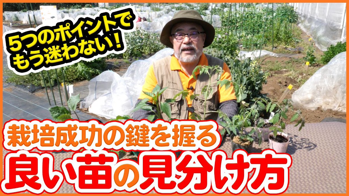 シェア畑 サポート付き貸し農園 今回は いよいよ始まる夏野菜の苗を購入前する前に知ってほしい 良い苗の選び方のポイント5つを紹介します トマト ピーマン ナス キュウリともに共通です 接木苗と自根苗の違いも解説しています T Co シェア畑 サポート付き貸し農園 今回は いよいよ始まる夏野菜の苗を購入前する前に知ってほしい 良い苗の選び方のポイント5つを紹介します トマト ピーマン ナス キュウリともに共通です 接木苗と自根苗の違いも解説しています T Co