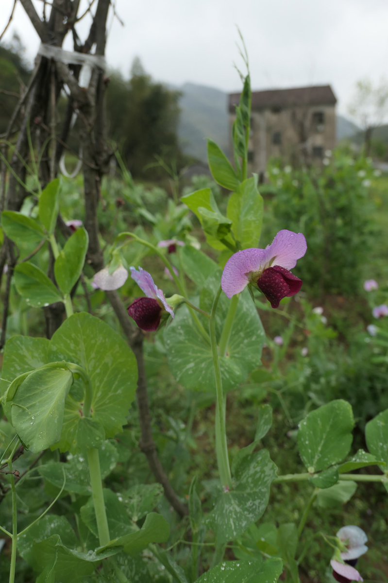 Doradaemon در توییتر 豌豆 豆科这是紫色花的豌豆